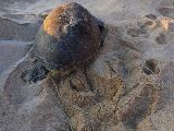 Foto: Oman: the Native Shore of Turtles